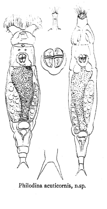 Philodina acuticornis - Original description image