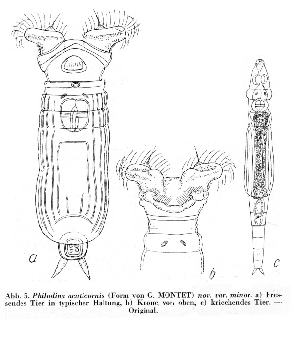 Philodina acuticornis minor Philodina acuticornis minor