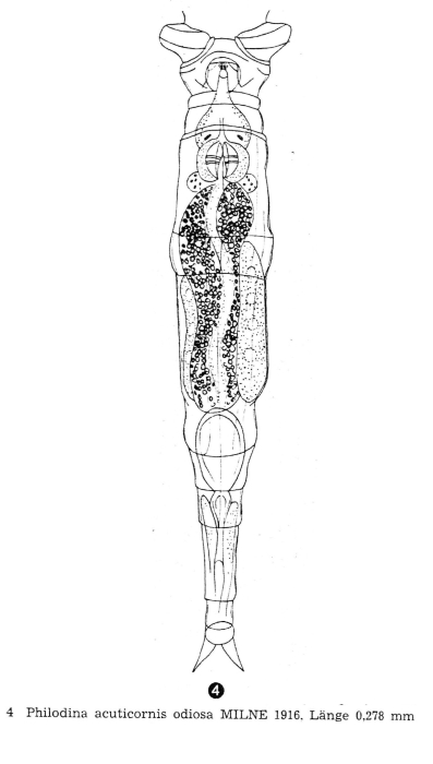 Philodina acuticornis odiosa Philodina acuticornis odiosa