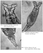 Philodina acuticornis odiosa