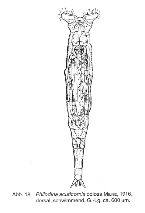 Philodina acuticornis odiosa Philodina acuticornis odiosa
