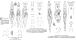 Philodina acuticornis odiosa