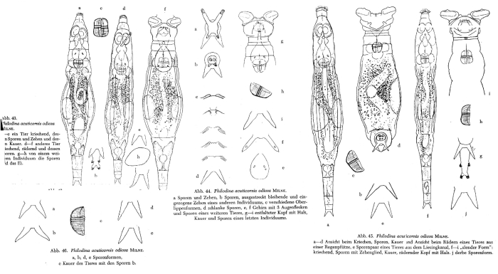 Philodina acuticornis odiosa Philodina acuticornis odiosa