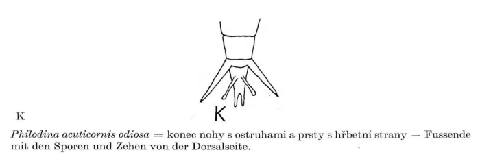Philodina acuticornis odiosa Philodina acuticornis odiosa