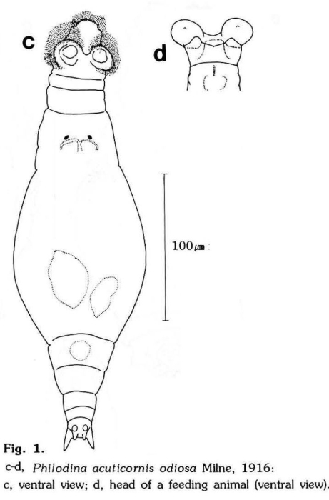 Philodina acuticornis odiosa Philodina acuticornis odiosa