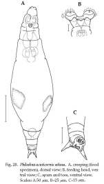 Philodina acuticornis odiosa