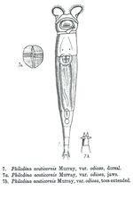 Philodina acuticornis odiosa - Original description image