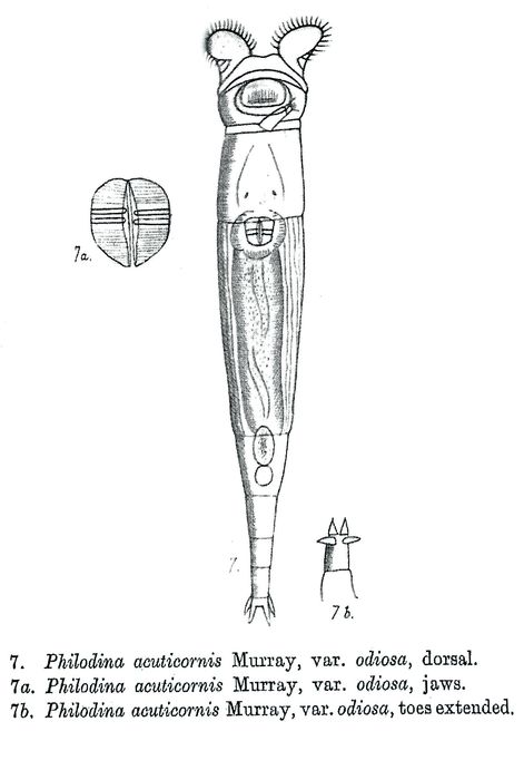 Philodina acuticornis odiosa - Original description image