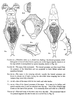 Philodina alata - Original description image