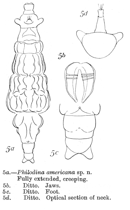 Philodina americana - Original description image