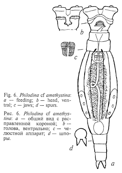 Philodina amethystina Philodina amethystina