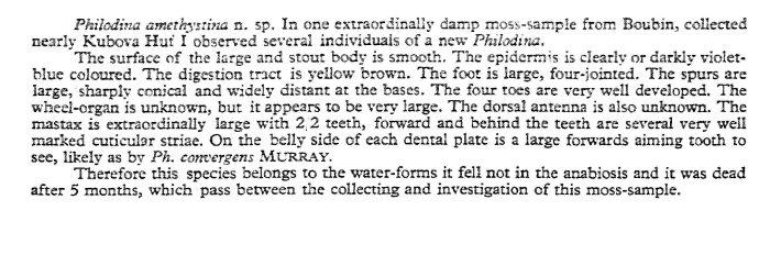 Philodina amethystina - Original description image