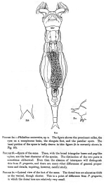 Philodina antarctica - Original description image