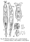 Philodina arndti