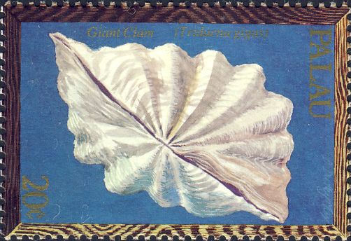 Tridacna gigas Tridacna gigas