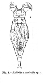 Philodina australis
