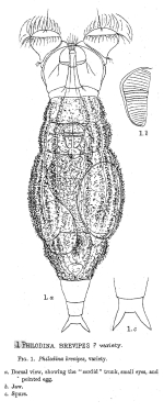 Philodina brevipes