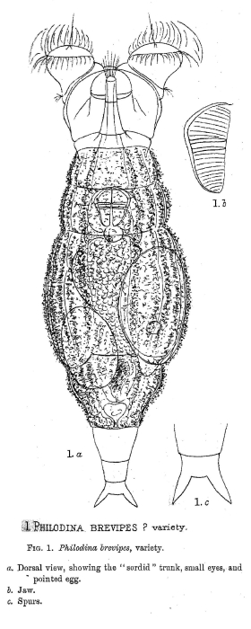 Philodina brevipes Philodina brevipes