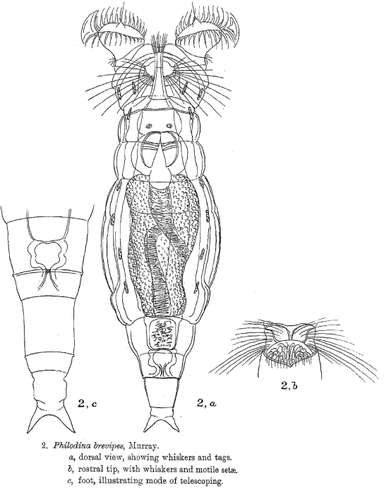 Philodina brevipes Philodina brevipes