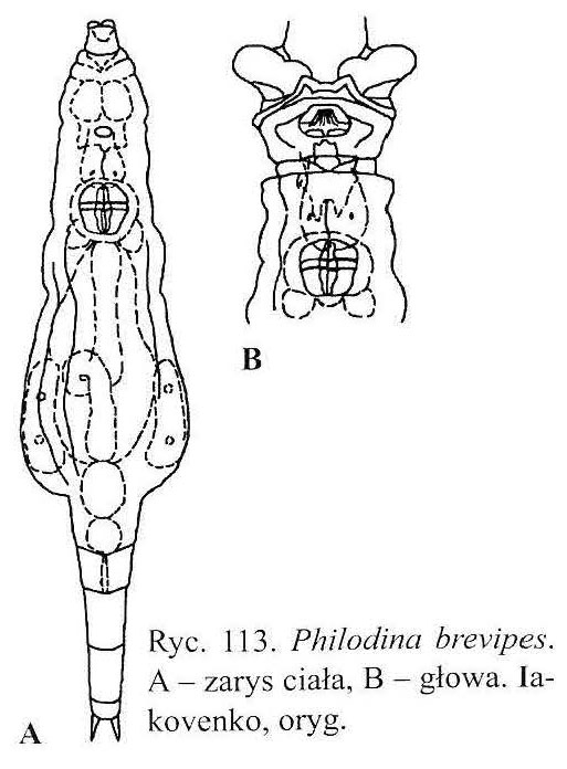 Philodina brevipes Philodina brevipes