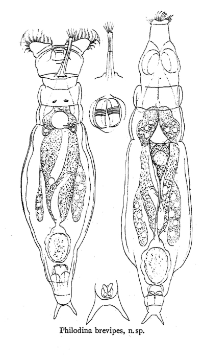 Philodina brevipes - Original description image