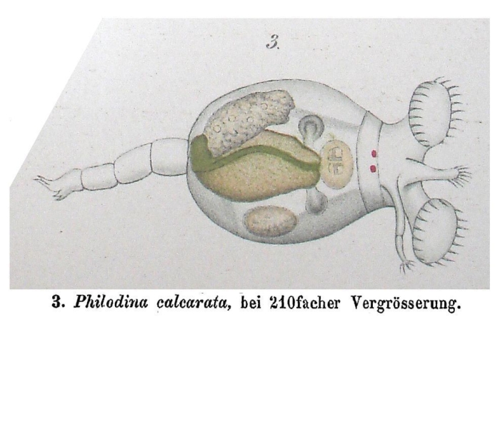 Philodina calcarata Philodina calcarata