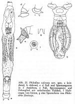 Philodina calceata - Original description image
