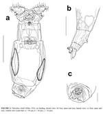 Philodina childi
