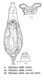 Philodina childi - Original description image