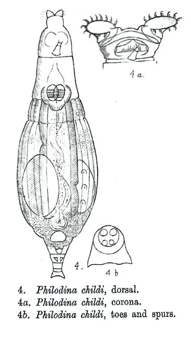 Philodina childi - Original description image