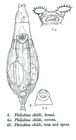 Philodina childi