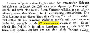 Philodina cinnabarina - Original description image