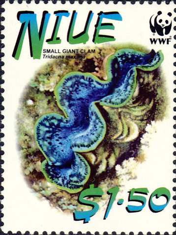 Tridacna maxima Tridacna maxima