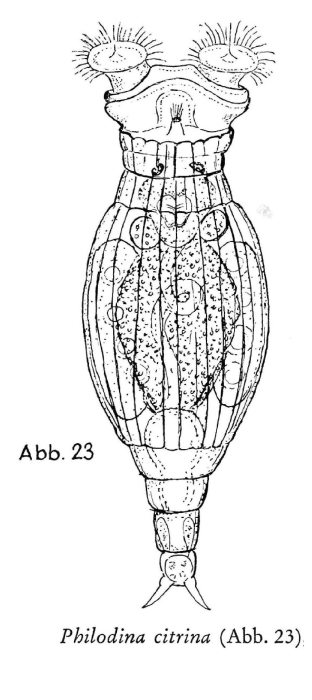 Philodina citrina Philodina citrina