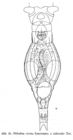 Philodina citrina
