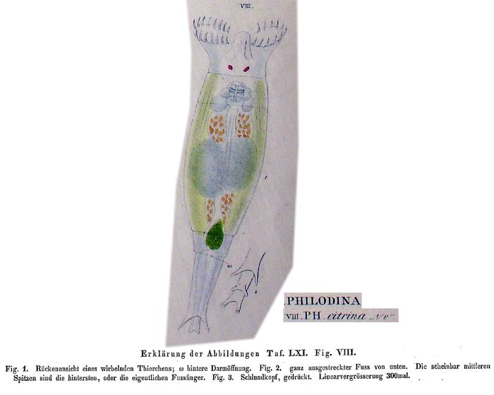 Philodina citrina Philodina citrina