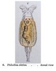 Philodina citrina