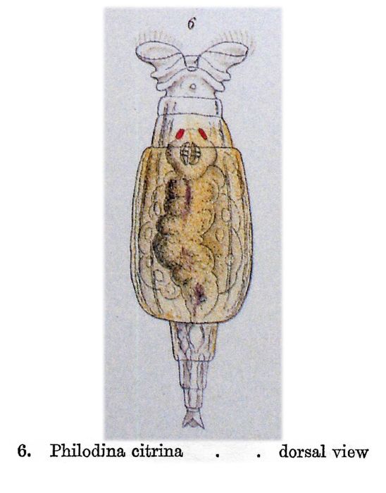 Philodina citrina Philodina citrina