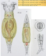 Philodina citrina