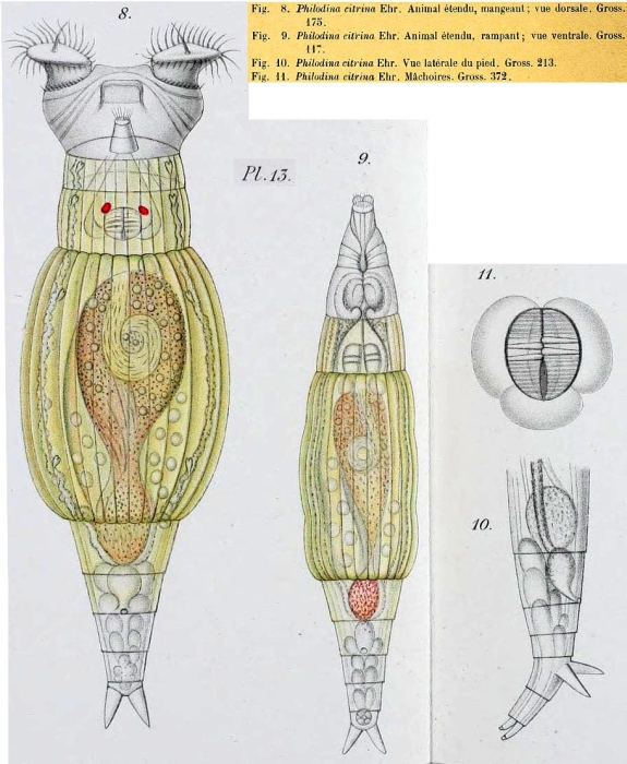 Philodina citrina