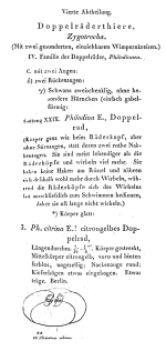 Philodina citrina
