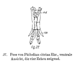 Philodina citrina