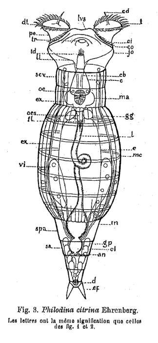 Philodina citrina