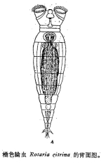 Philodina citrina