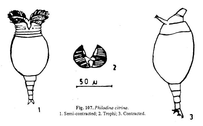 Philodina citrina