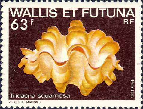Tridacna squamosa Tridacna squamosa
