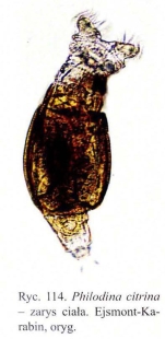 Philodina citrina