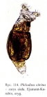 Philodina citrina