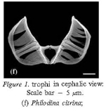 Philodina citrina