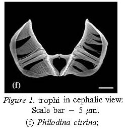 Philodina citrina